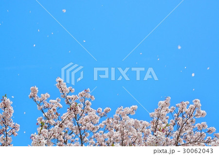 青空と桜吹雪 30062043