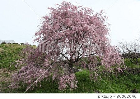 大山桜　おおやまざくら 30062046