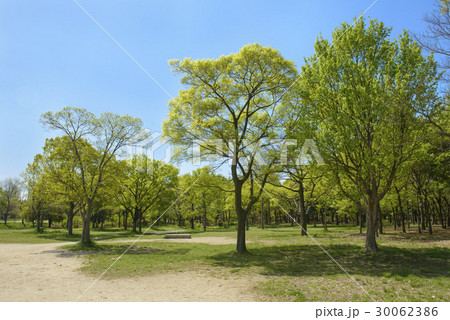 新緑の花博記念公園 30062386