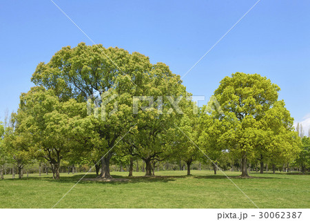 新緑の花博記念公園 30062387