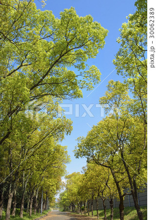 新緑の花博記念公園 30062389