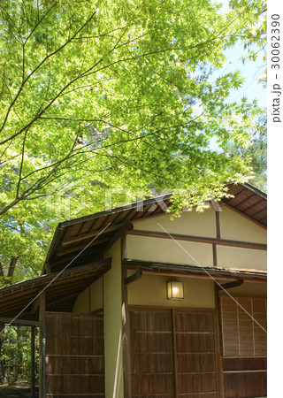 新緑の花博記念公園 30062390