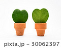 Hoya plant, heart shape leaf 30062397