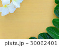 Plumeria flowers and leaves on the wood 30062401