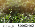 Tea leaf in the field 30062402