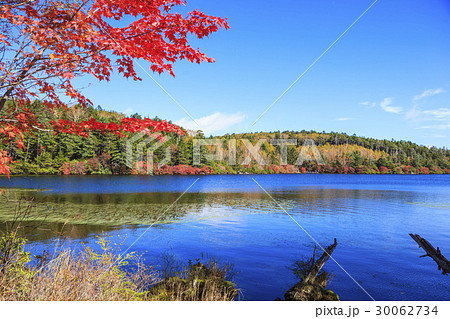 八千穂高原 紅葉の白駒の池 長野県佐久穂町 小海町の写真素材