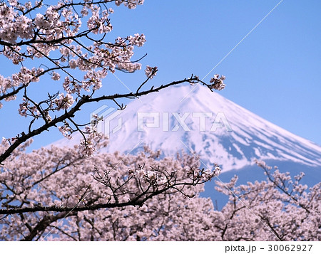 Mt FUJI with cherry blossoms Mt FUJI with cherry blossoms 30062927