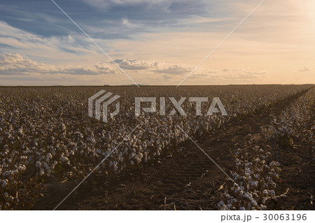 Cotton field in Oakey, Queensland 30063196