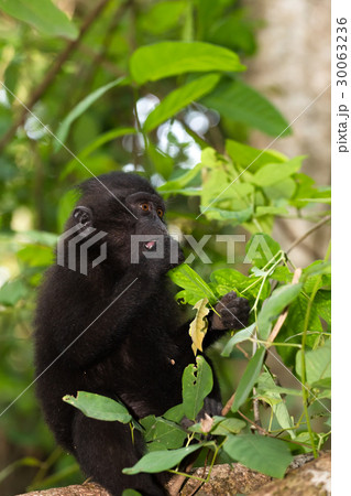 endemic sulawesi monkey Celebes crested macaque 30063236