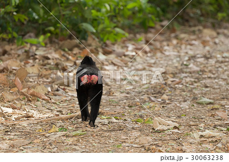 endemic sulawesi monkey Celebes crested macaque 30063238