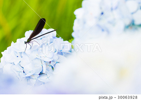 アジサイの上のハグロトンボ 30063928