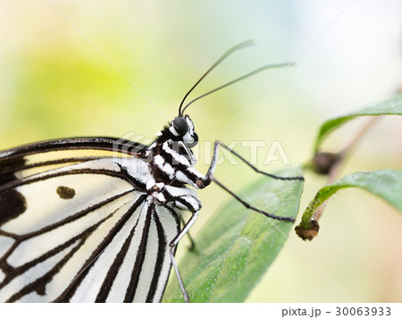 オオゴマダラ 30063933
