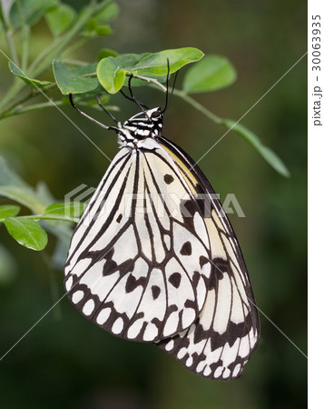 オオゴマダラ 30063935