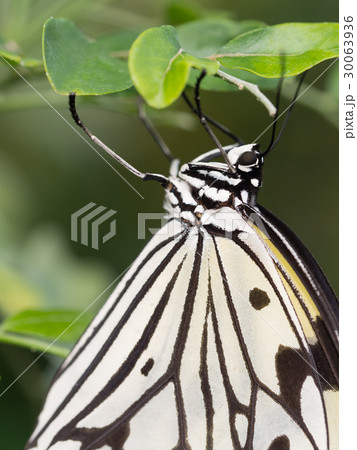 オオゴマダラ 30063936