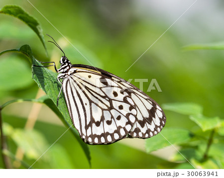オオゴマダラ 30063941