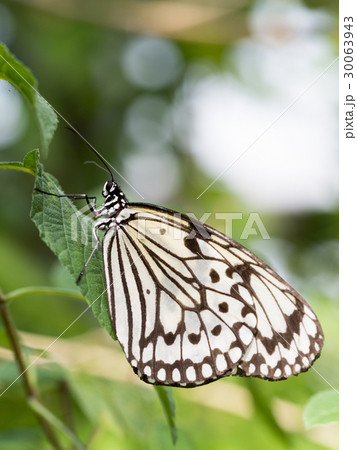 オオゴマダラ オオゴマダラ 30063943