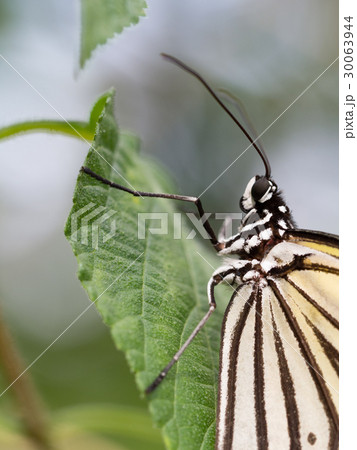 オオゴマダラ 30063944