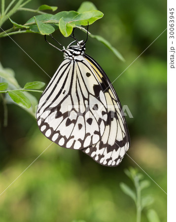 オオゴマダラ 30063945