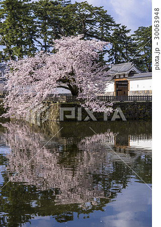 桜満開の小田原城址公園 30063948