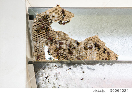 Wasp nest with wasps sitting on it. Wasps polist. 30064024