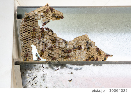 Wasp nest with wasps sitting on it. Wasps polist. 30064025