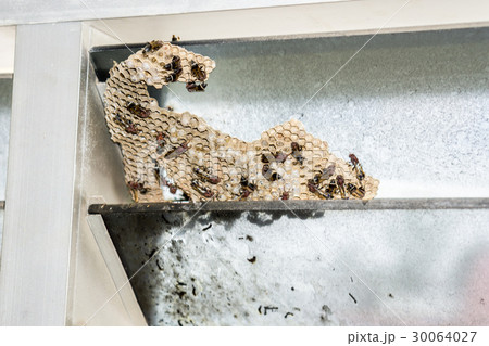 Wasp nest with wasps sitting on it. Wasps polist. 30064027