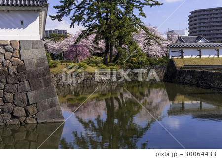 小田原城址公園の満開の桜 30064433