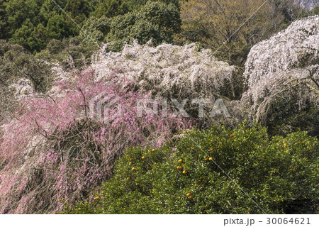 長興山紹太寺のしだれ桜 長興山紹太寺のしだれ桜 30064621