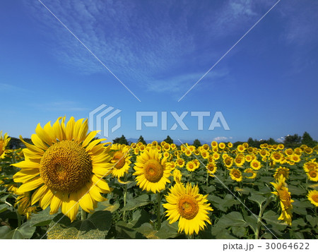 夏空ひまわり 30064622