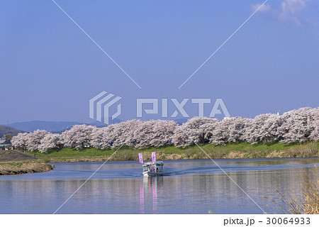 白石川堤の一目千本桜 白石川堤の一目千本桜 30064933