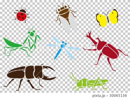 insect insect 30065136