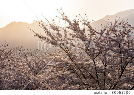 満開の桜 満開の桜 30065206