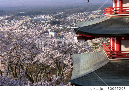 満開の桜咲く忠霊塔 30065293