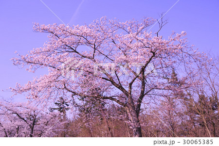 桜 30065385