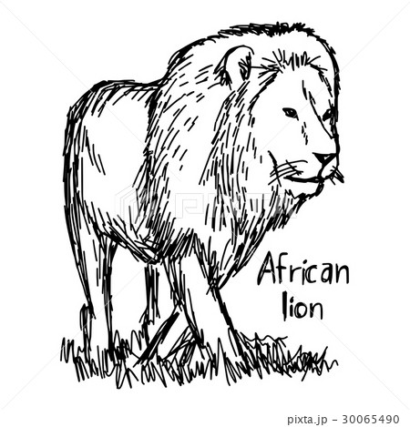 african lion walking - vector illustration  30065490