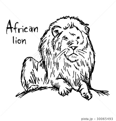 African Lion Vector Illustration Sketch のイラスト素材