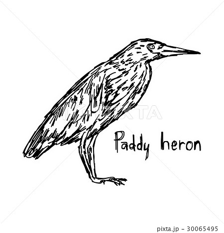 paddy heron - vector illustration sketch paddy heron - vector illustration sketch 30065495