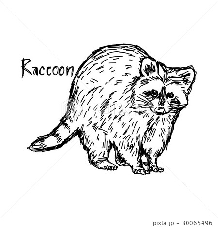 raccoon standing - vector illustration raccoon standing - vector illustration 30065496