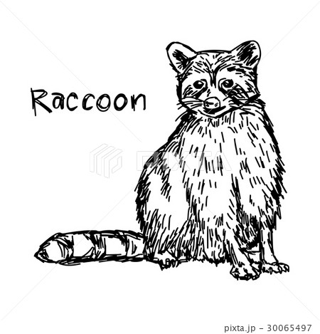 raccoon sitting - vector illustration raccoon sitting - vector illustration 30065497
