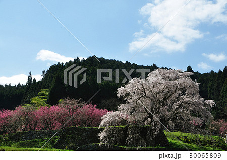 又兵衛桜 30065809