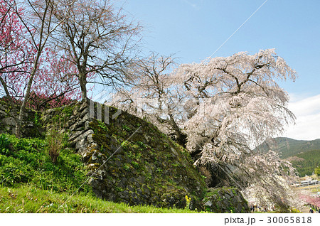 又兵衛桜 30065818