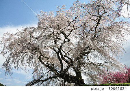 又兵衛桜 30065824