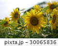 ひまわり畑アップ 30065836