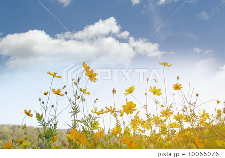 the yellow cosmos  in sunshine day 30066076