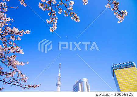 隅田公園、桜の季節 隅田公園、桜の季節 30066329