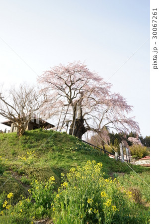 上石の不動桜 30067261