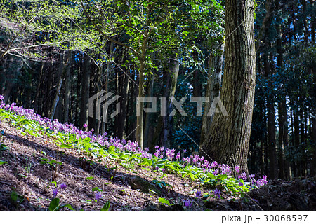 カタクリ 30068597