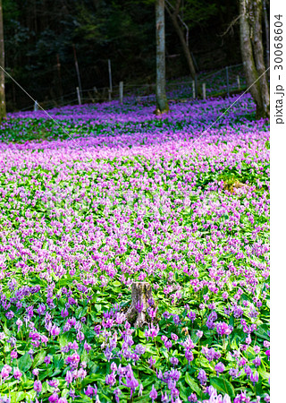 カタクリ 30068604