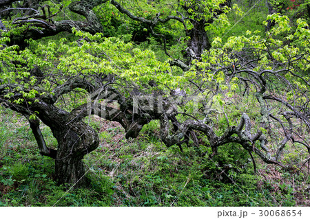 新緑のしだれ栗 新緑のしだれ栗 30068654