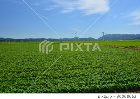 北海道江差町水堀地区の小豆畑の緑と青空を撮影 30068662